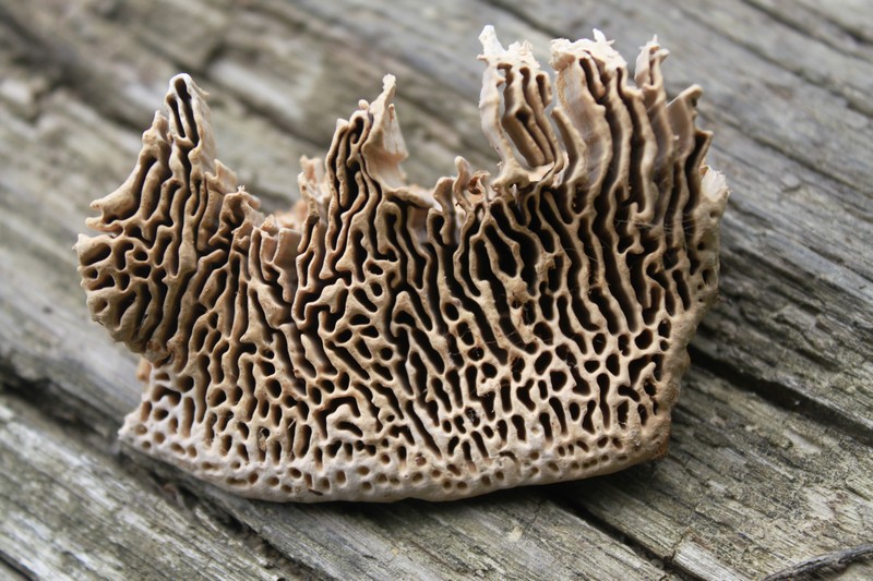 Daedalea quercina