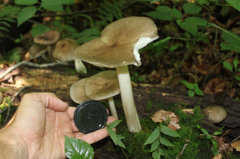 Megacollybia rodmani