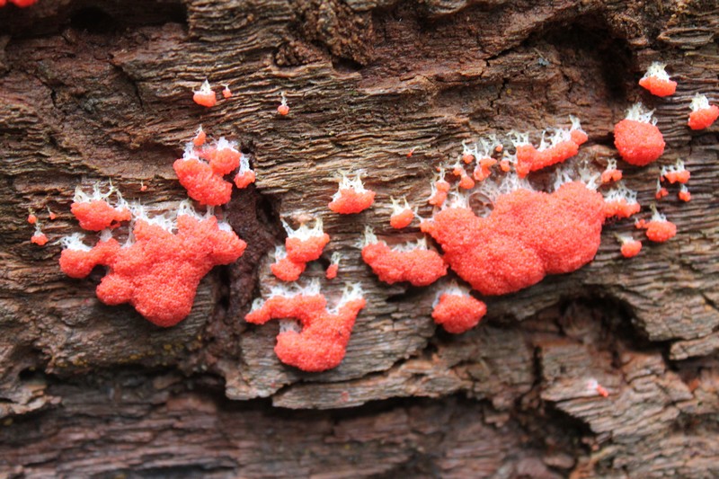 Tubifera ferruginosa