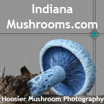 Indiana Mushrooms Banner