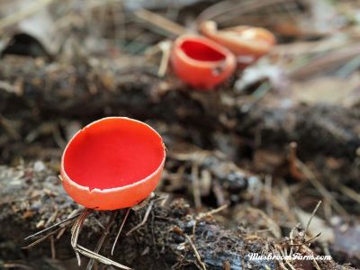 Scarlet Cups - Sarcoscypha austriaca